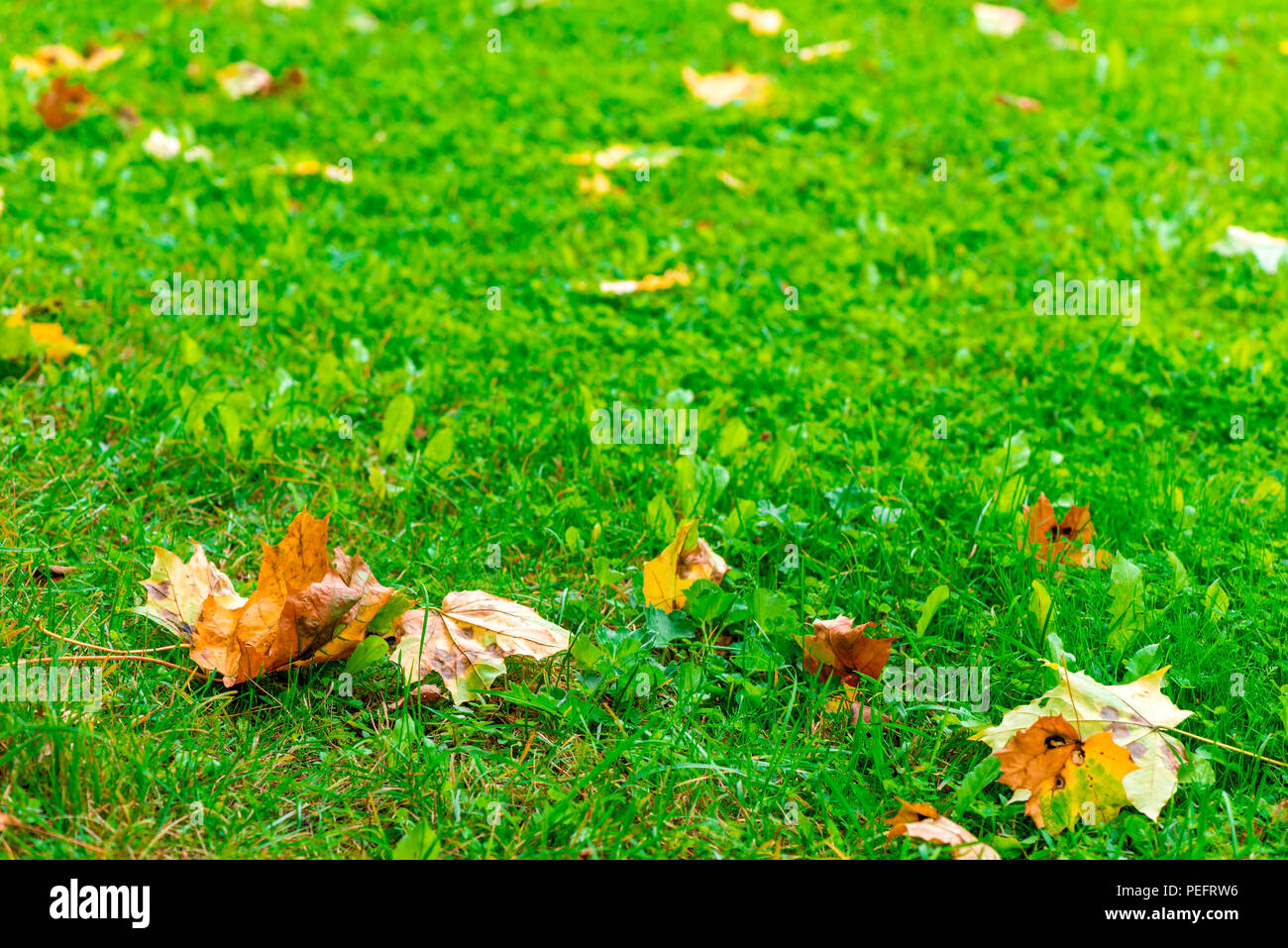 Golden autumn leaves flying hi-res stock photography and images - Alamy