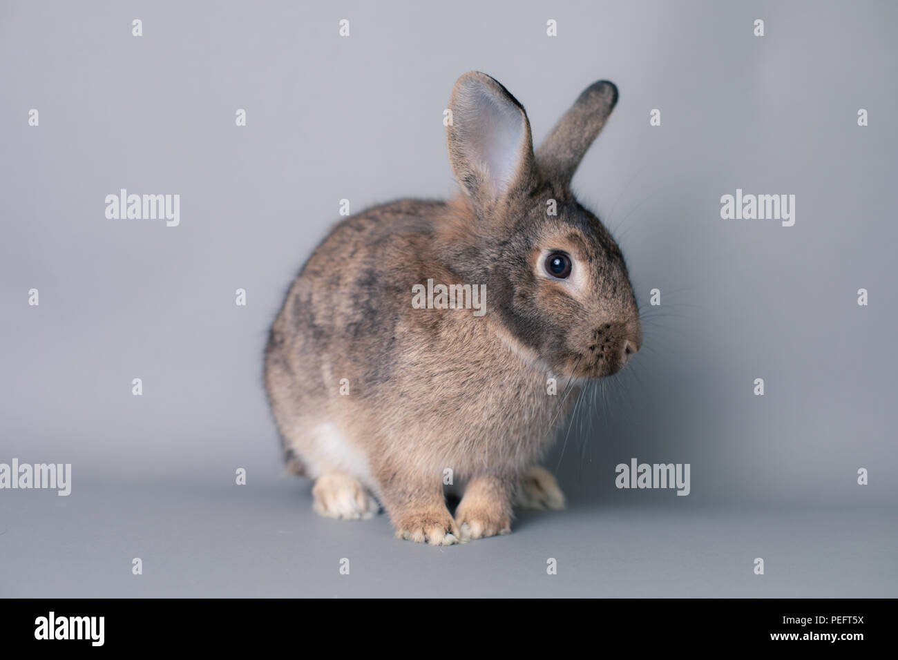 Incredulous little baby bunny rabbit looking at the camera. Adorable ...
