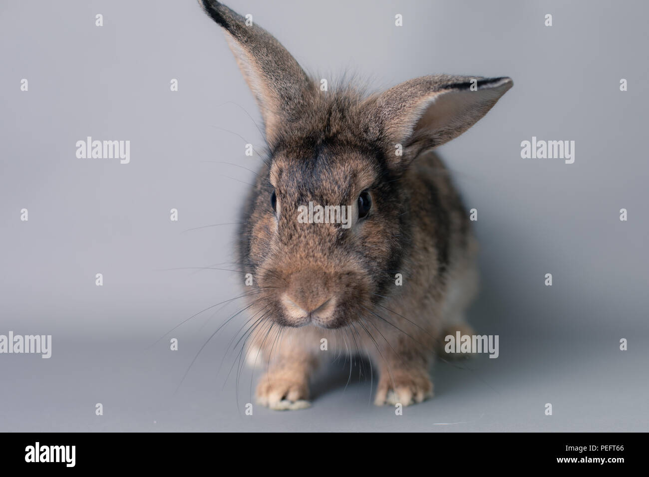 Incredulous little baby bunny rabbit looking at the camera. Adorable ...