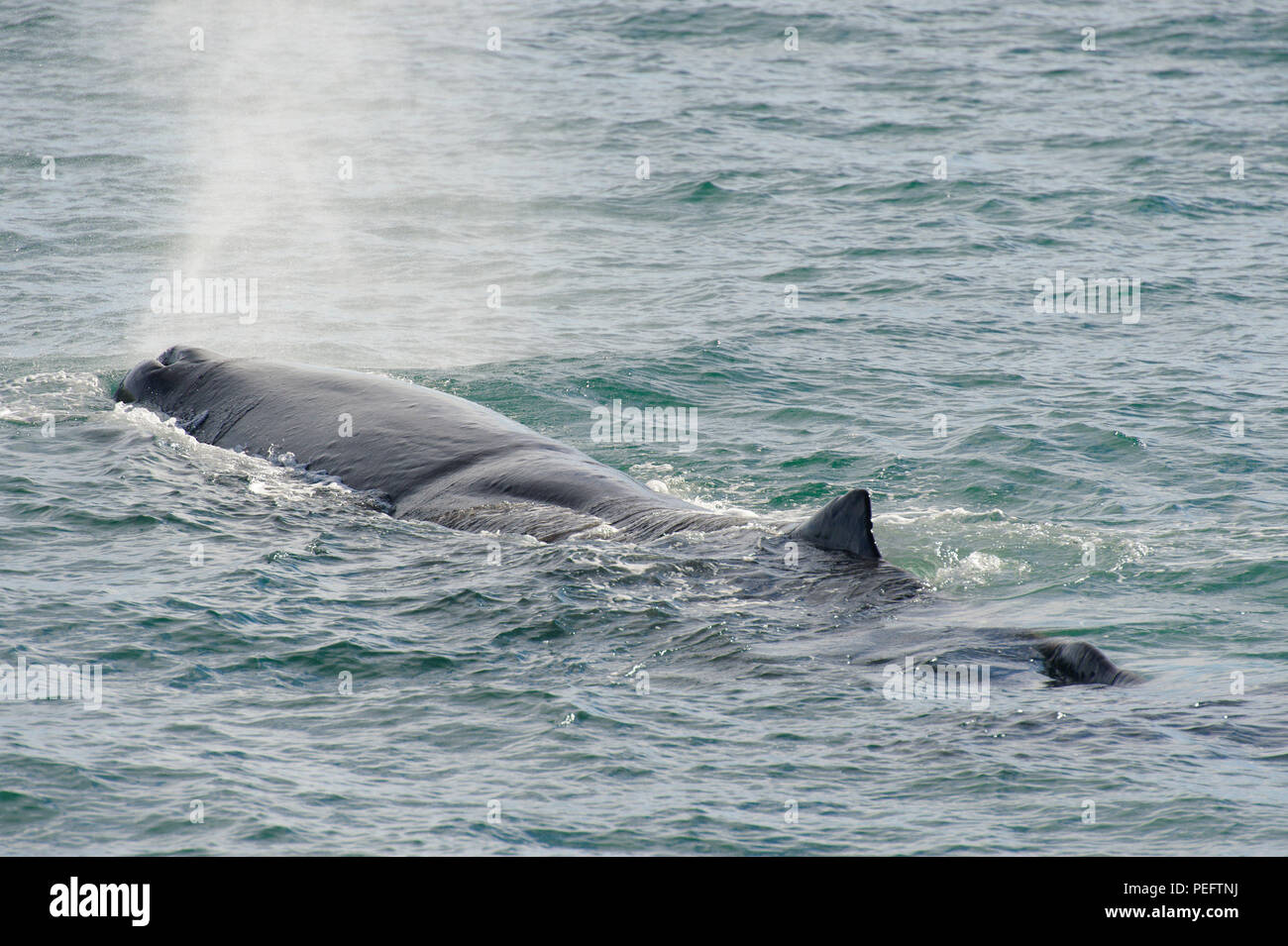 Sperm Whale breathing, Kaikoura Coast, South Island, New Zealand Stock ...