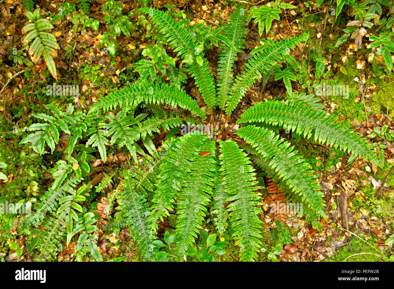 Ferns New Zealand High Resolution Stock Photography and Images - Alamy