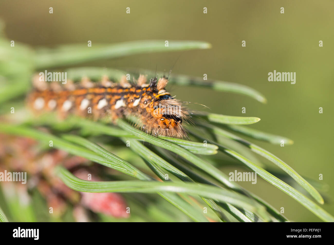 Pine moth larva Stock Photo
