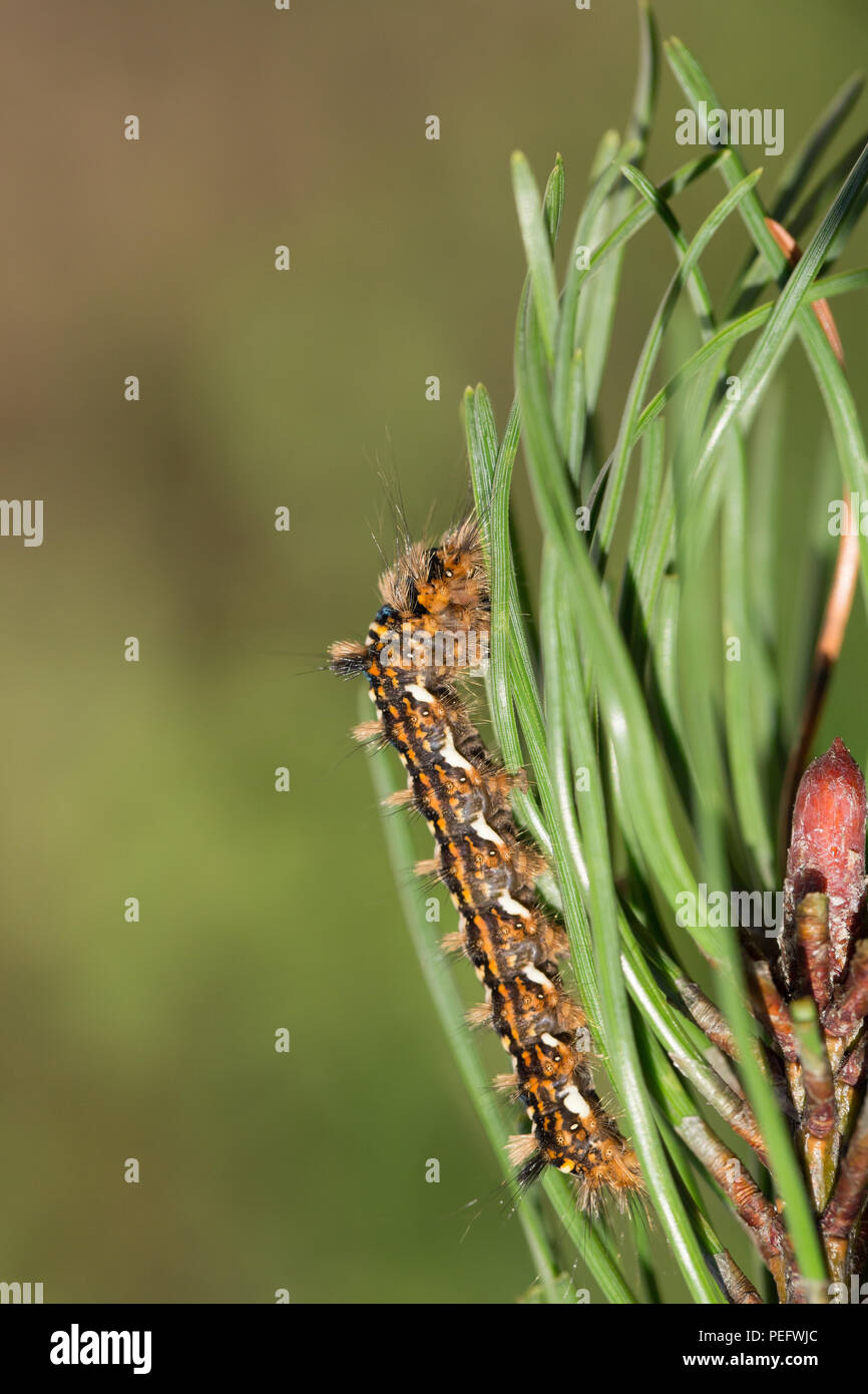Pine moth larva Stock Photo