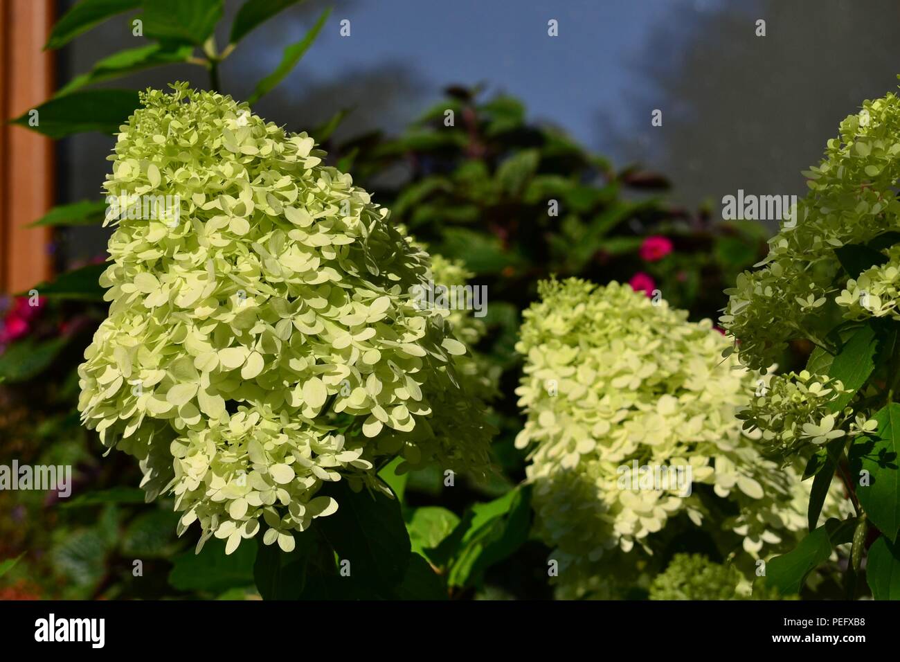 Limelight Hydrangeas In Bloom
