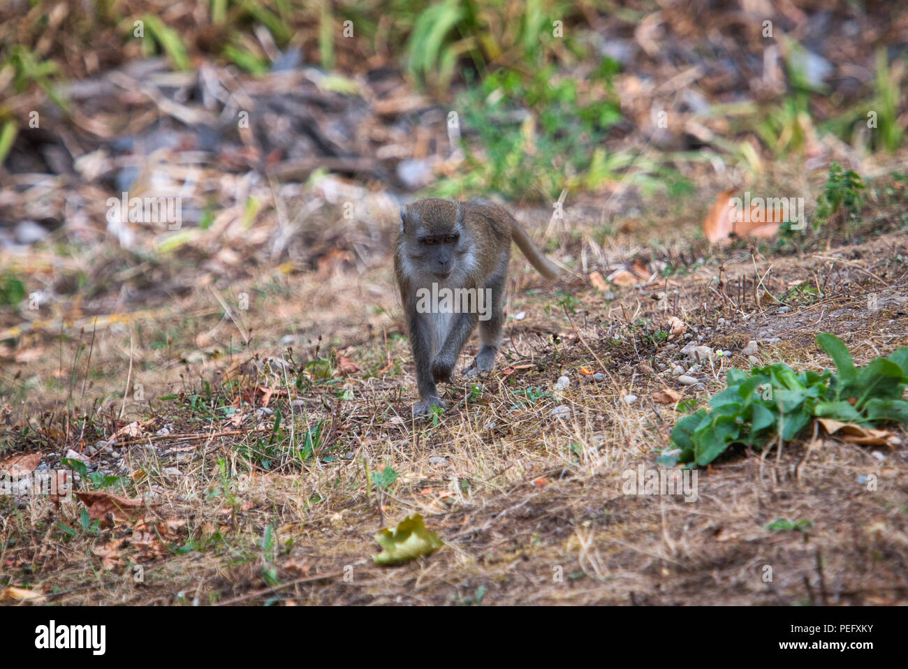 The Javanese Monkey Stock Photo - Alamy