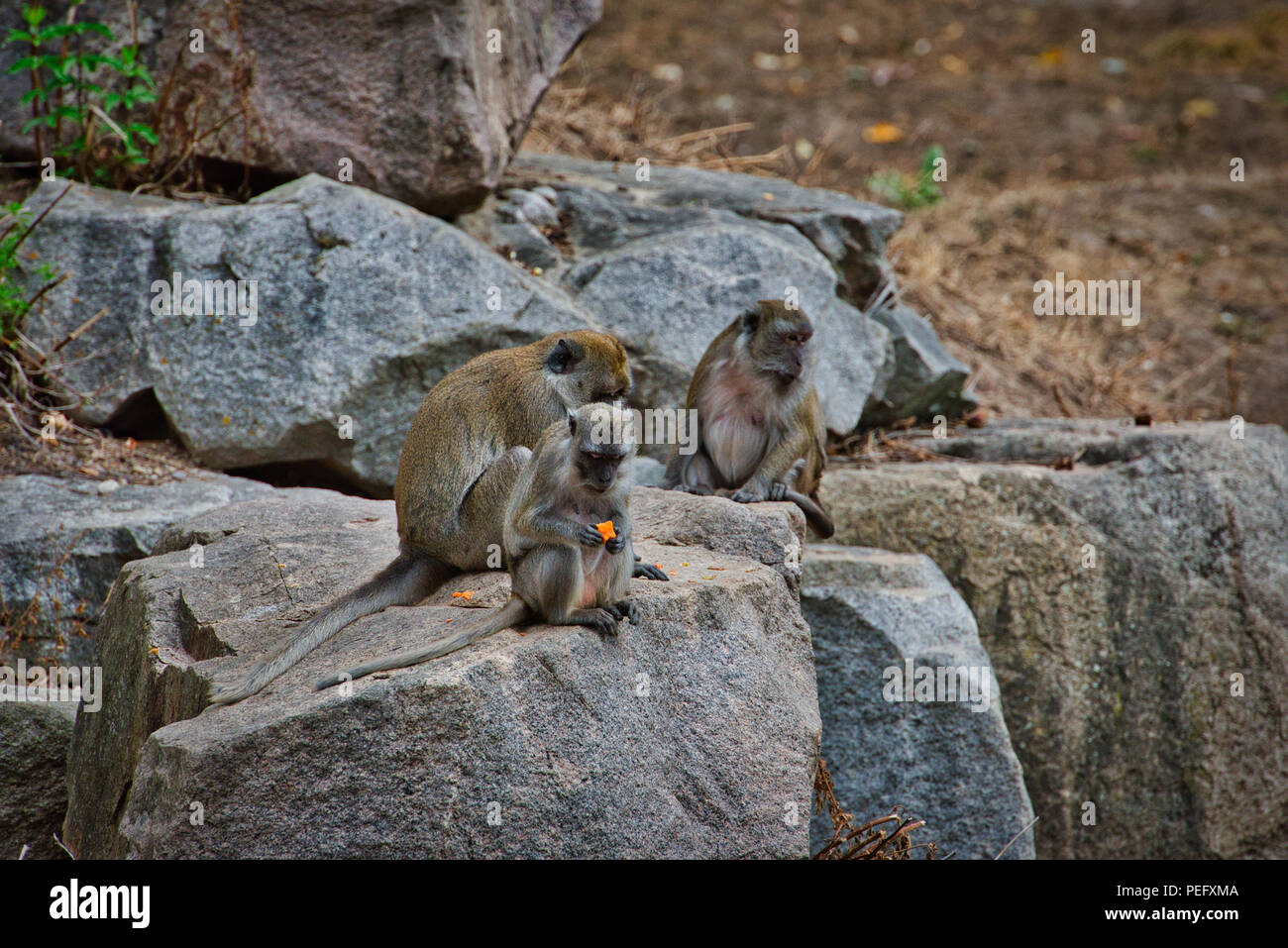 German javanese hi-res stock photography and images - Alamy