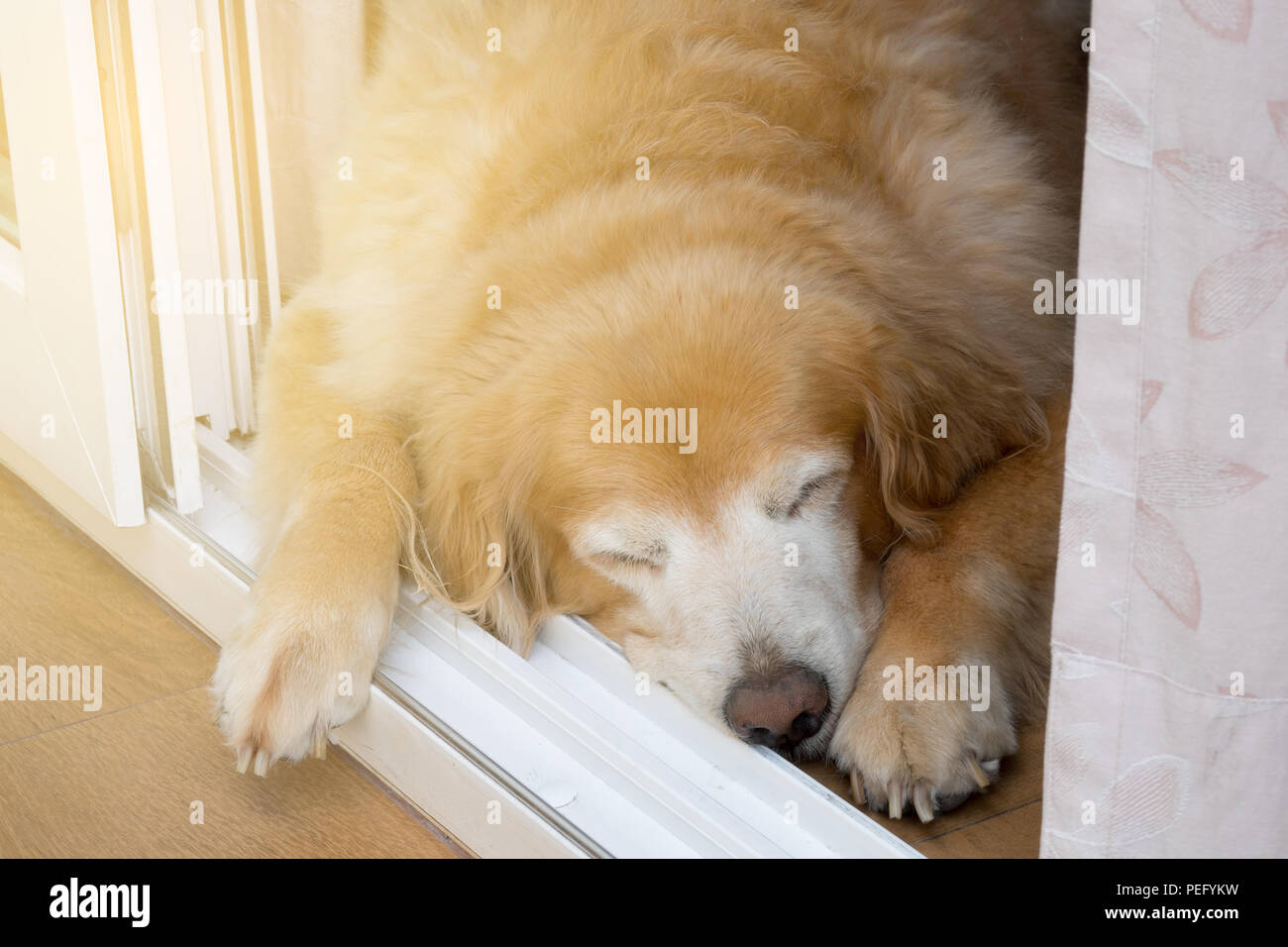 Fat old female golden retriever sleeping at the door and feeling lonely while waiting for her master Stock Photo