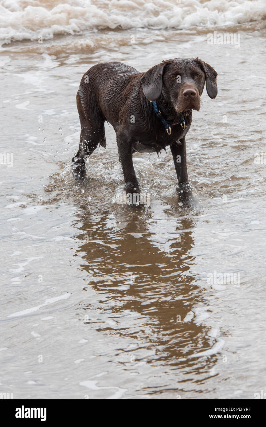 a labradinger or springador standing in the sea swimming and playing ...