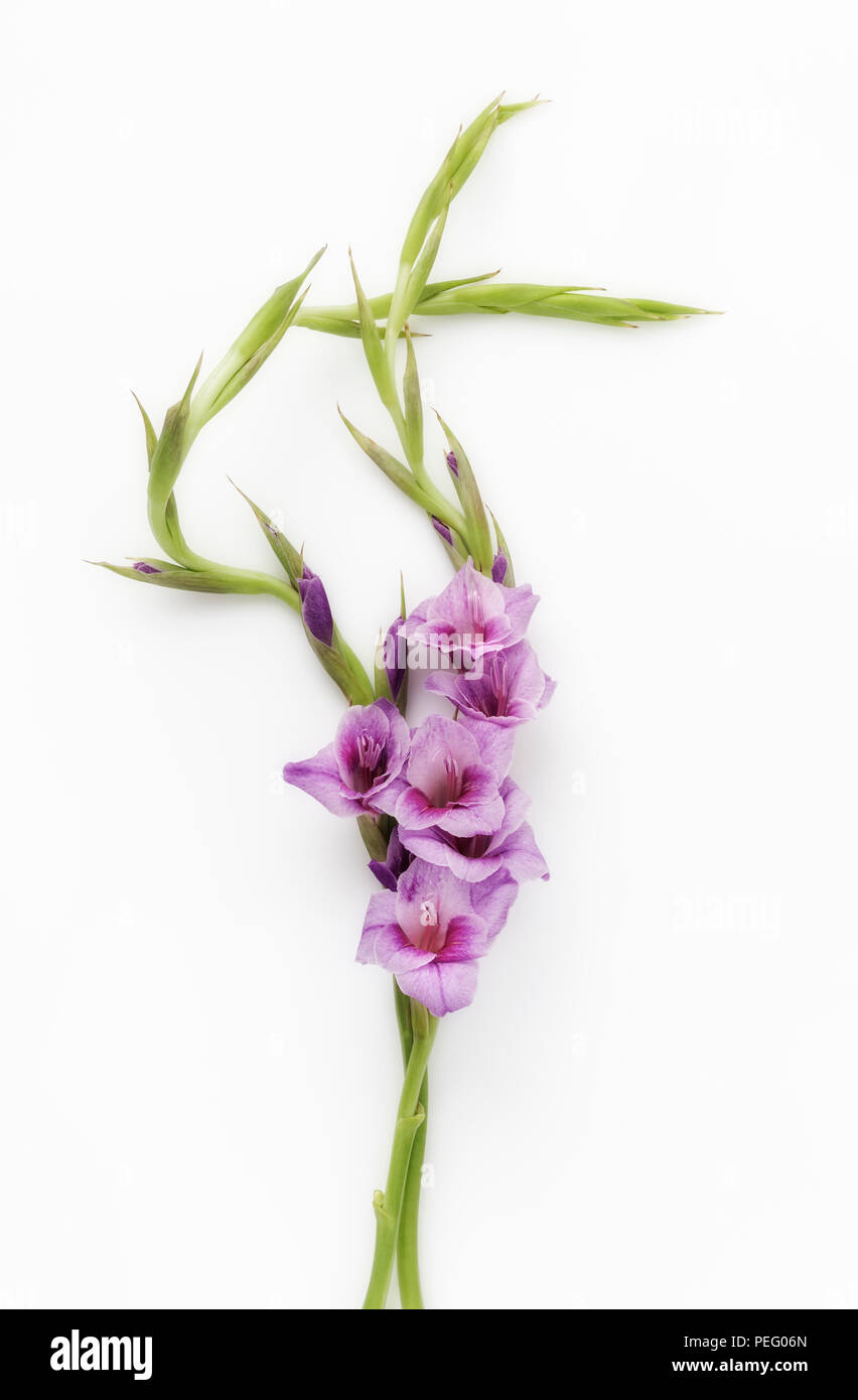 Purple Gladioli Stock Photo