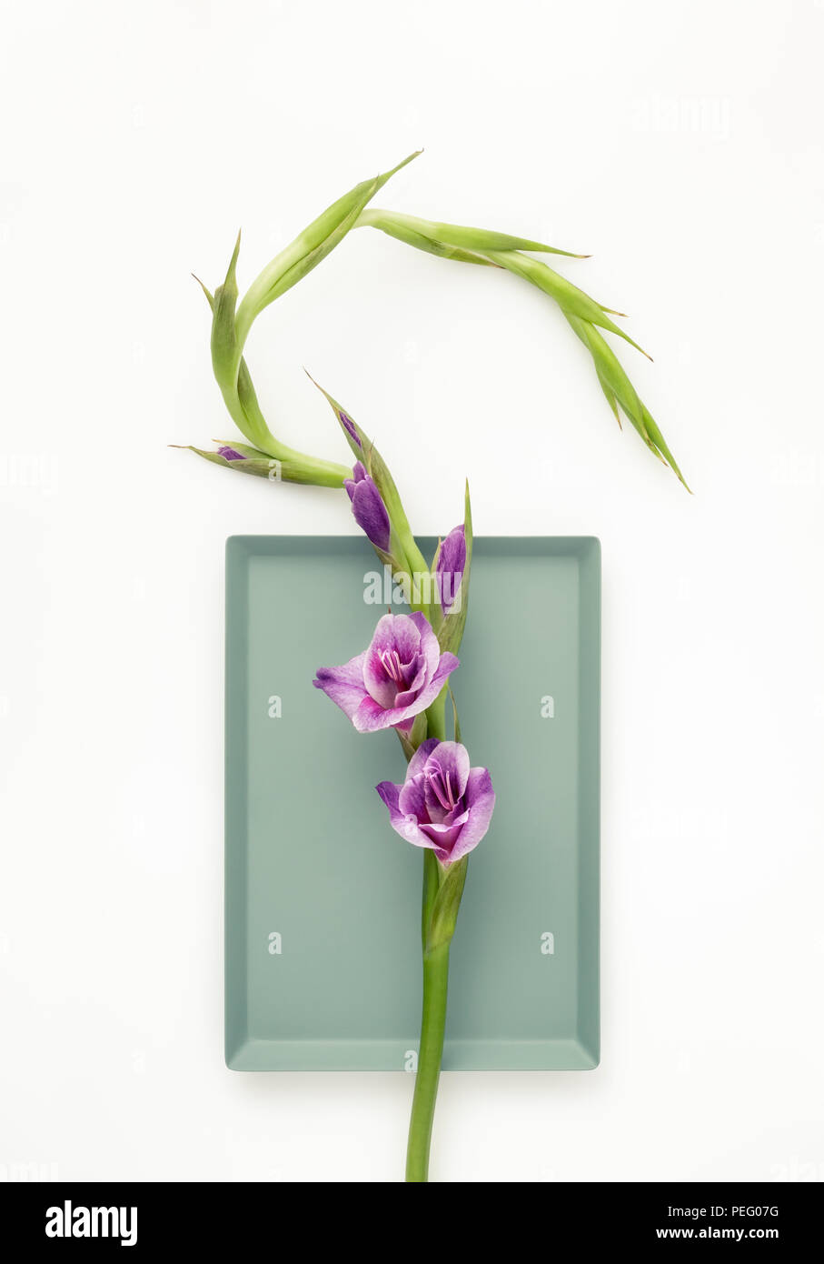 Single Gladiolus on oblong dish, flower still life Stock Photo