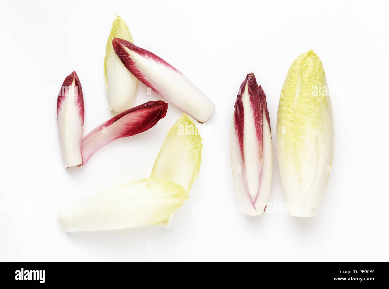 Red and White Chicory on white background overhead Stock Photo