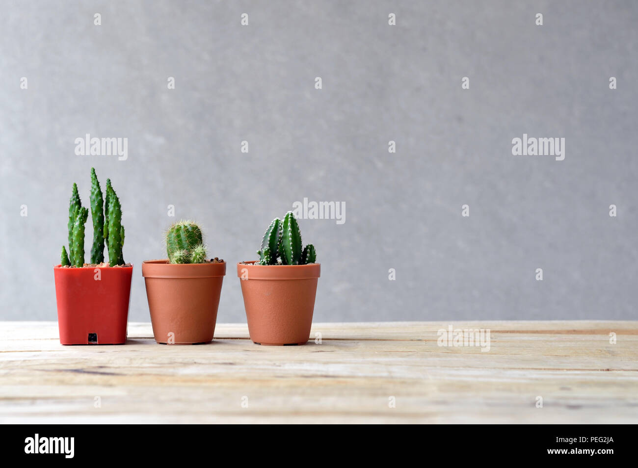 still life natural three cactus on wooden table Stock Photo