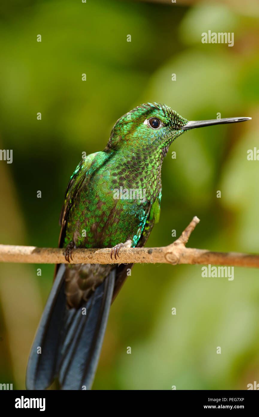 Garden Emerald Hummingbird, Monteverde Rain Forest, Costa Rica Stock Photo