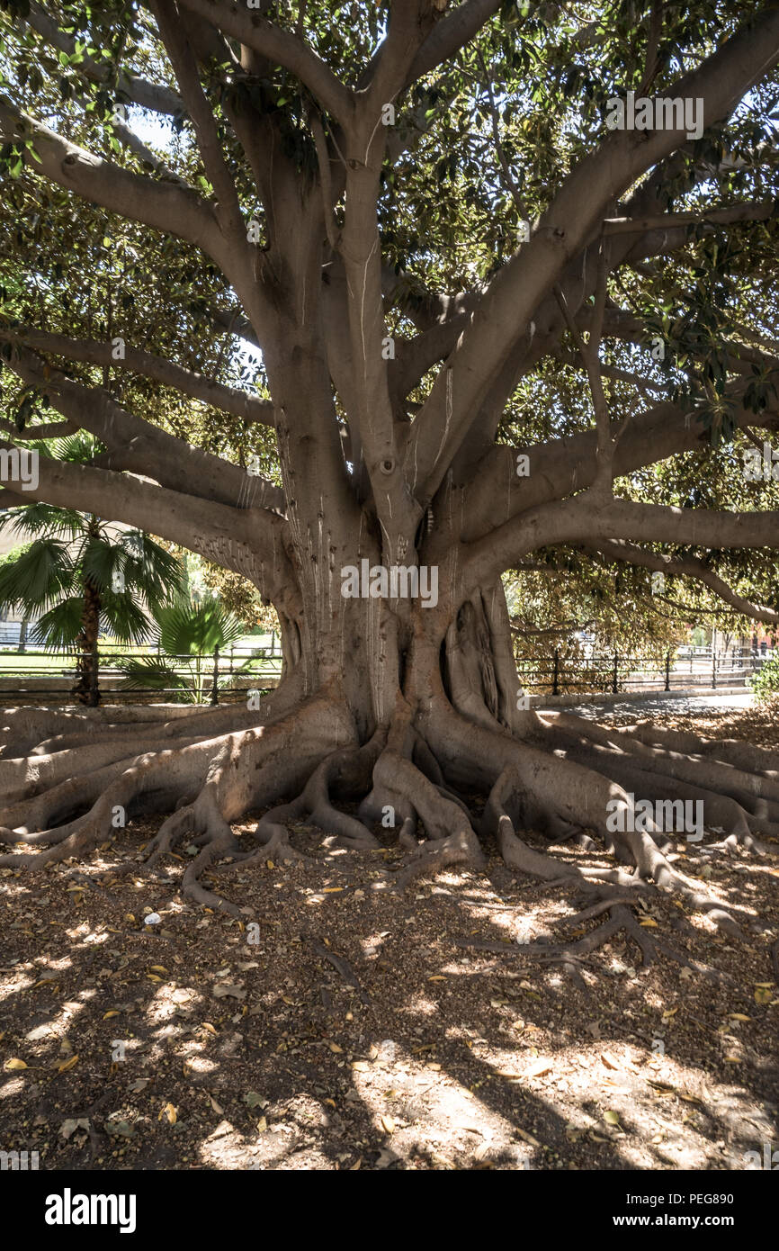 Old Tree in Sevilla Stock Photo - Alamy