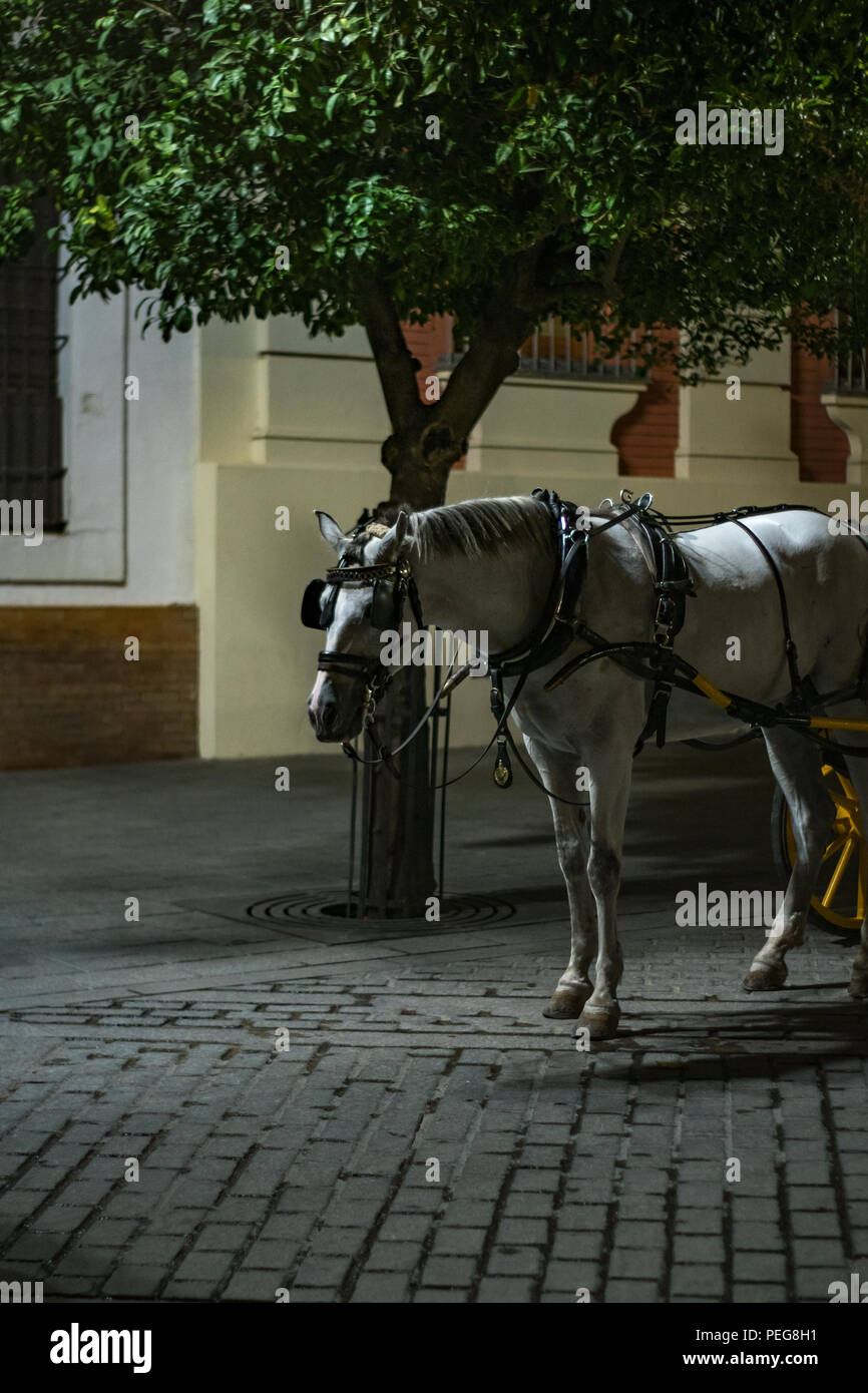 Horse in a street of Sevilla Stock Photo