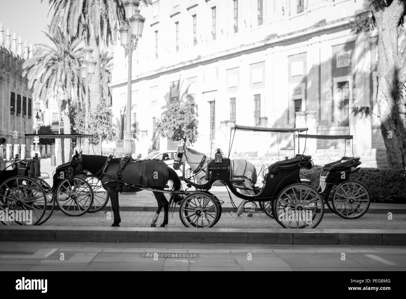horses on the streets of sevilla Stock Photo