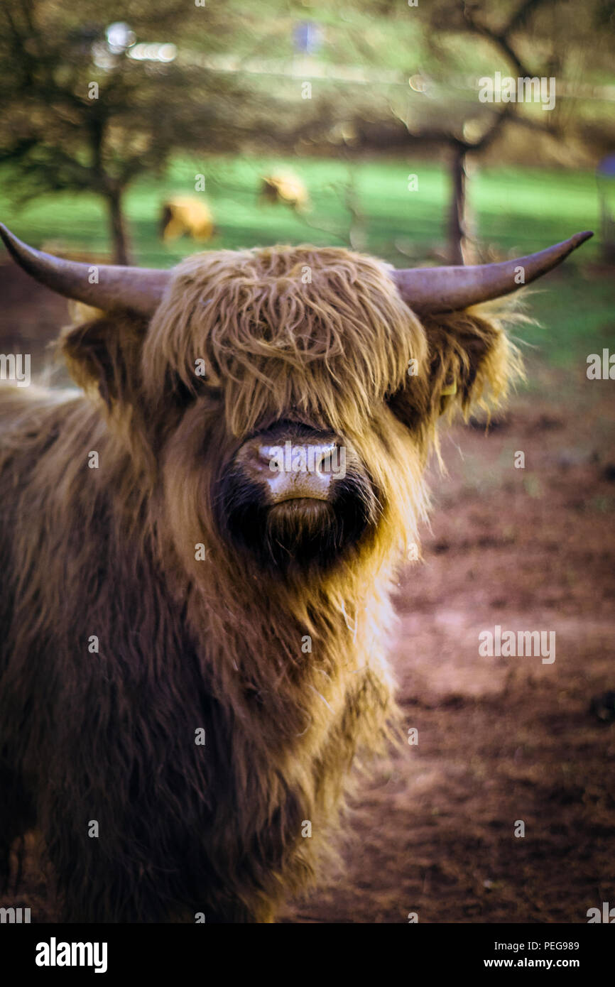 cattle horn bull germany Stock Photo