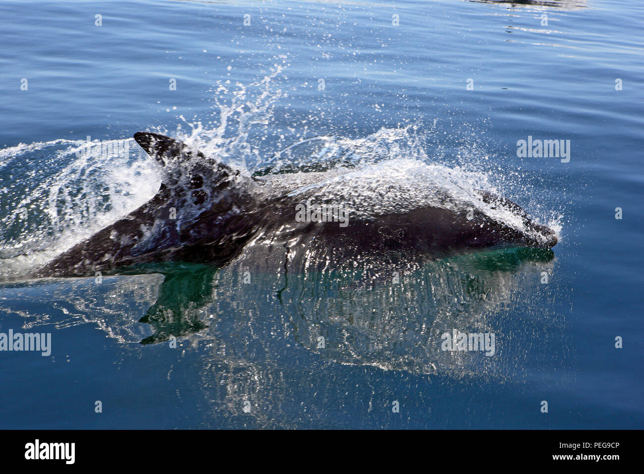 Bottlenose Dolphin off of Lunga, Treshnish Isles in the Inner Hebrides of Scotland Stock Photo