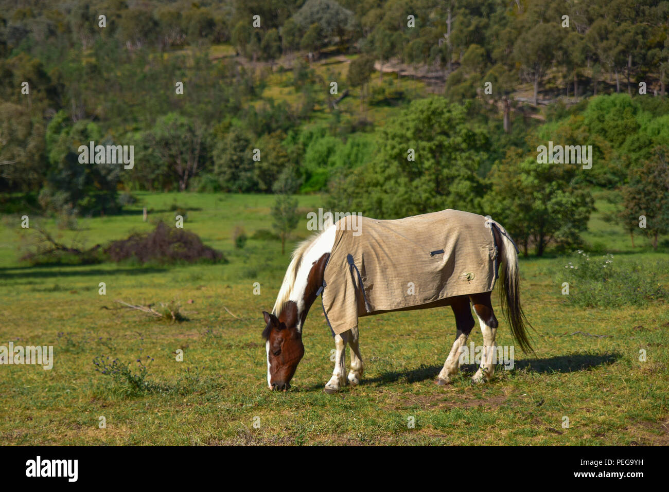 Horse eating grass in a farm Stock Photo