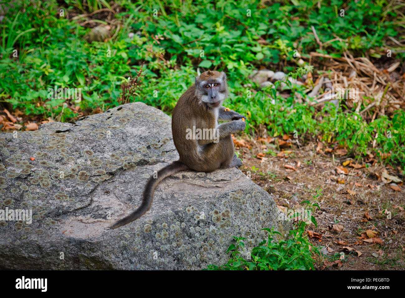 The Javanese Monkey Stock Photo - Alamy