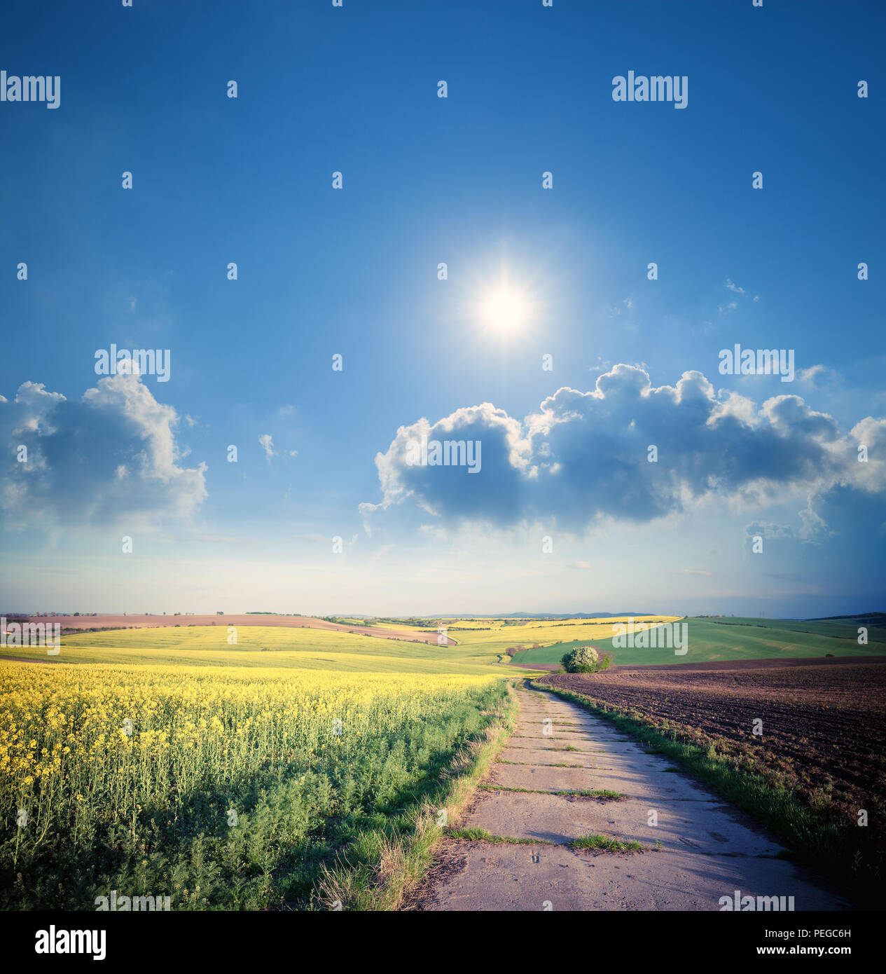 Road through beautiful yellow summer fields. Countryside idyllic ...