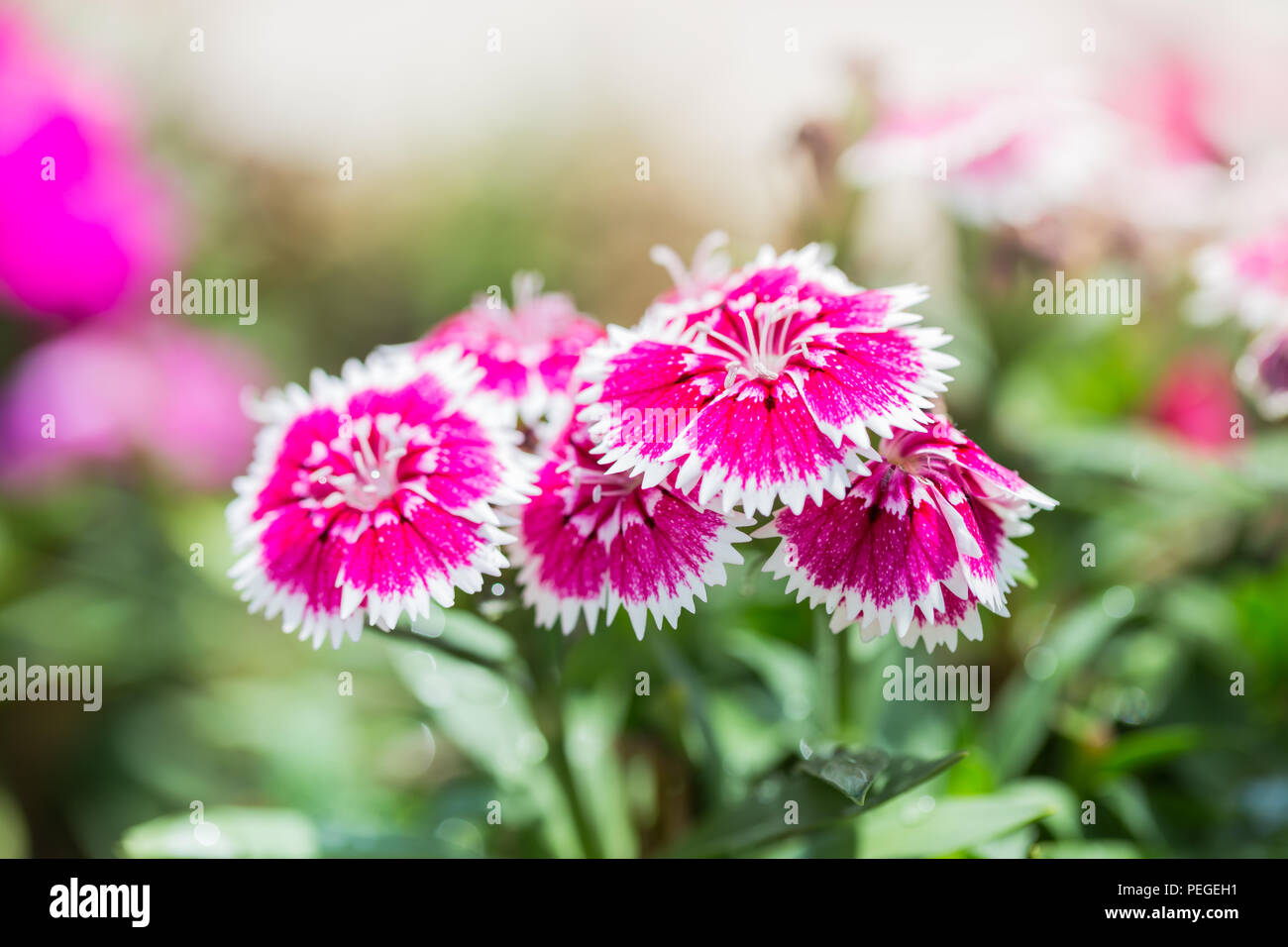 Closeup of pink Dianthus Chinensis Flowers in the garden used as an illustration in agriculture Stock Photo