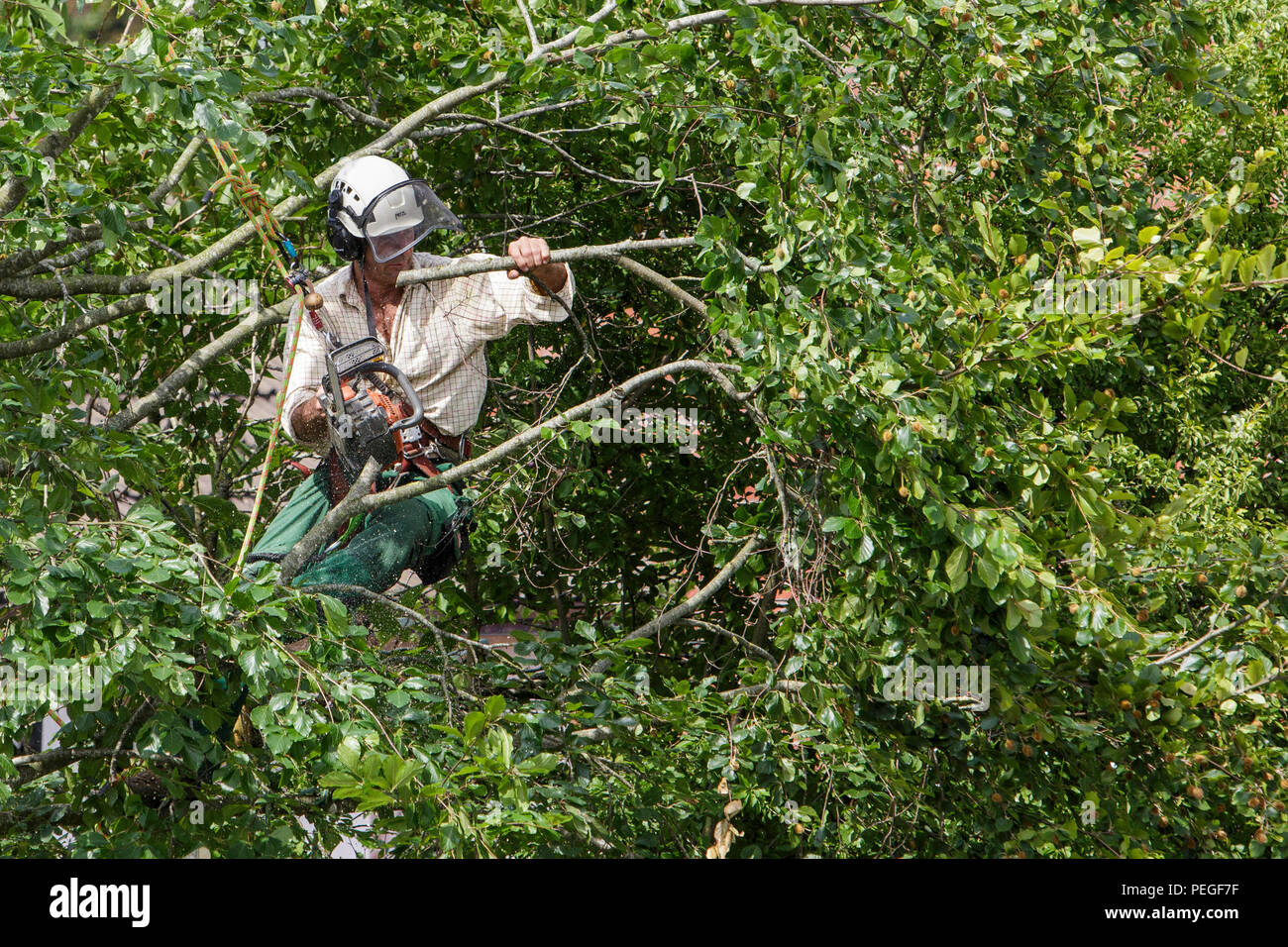 A tree surgeon arborist arboriculturist is pictured as he cuts down a tree in Chippenham, Wilts. Stock Photo