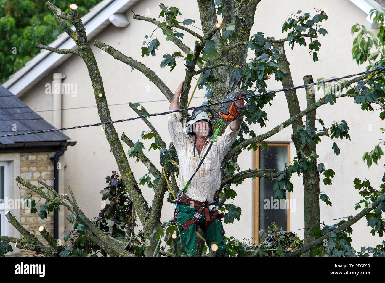 A tree surgeon arborist arboriculturist is pictured as he cuts down a tree in Chippenham, Wilts. Stock Photo