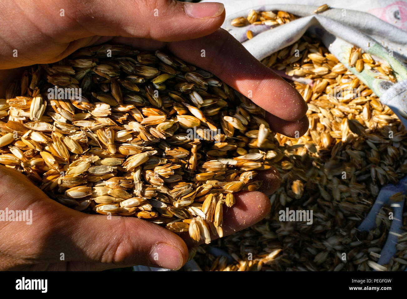 The hands of a farmer close-up holding a handful of wheat grains Stock ...