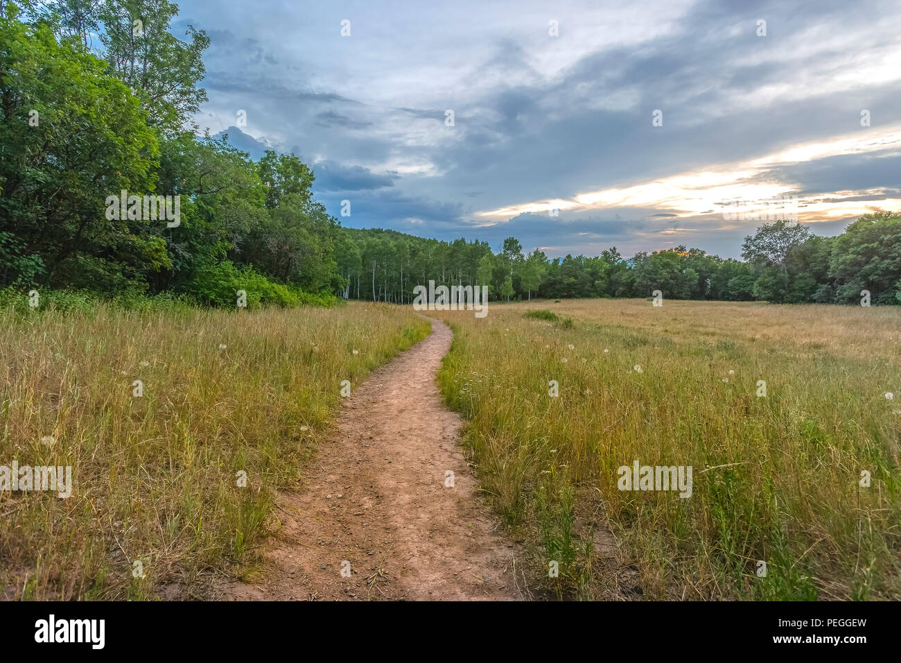 Green grass on forest meadow hi-res stock photography and images - Alamy