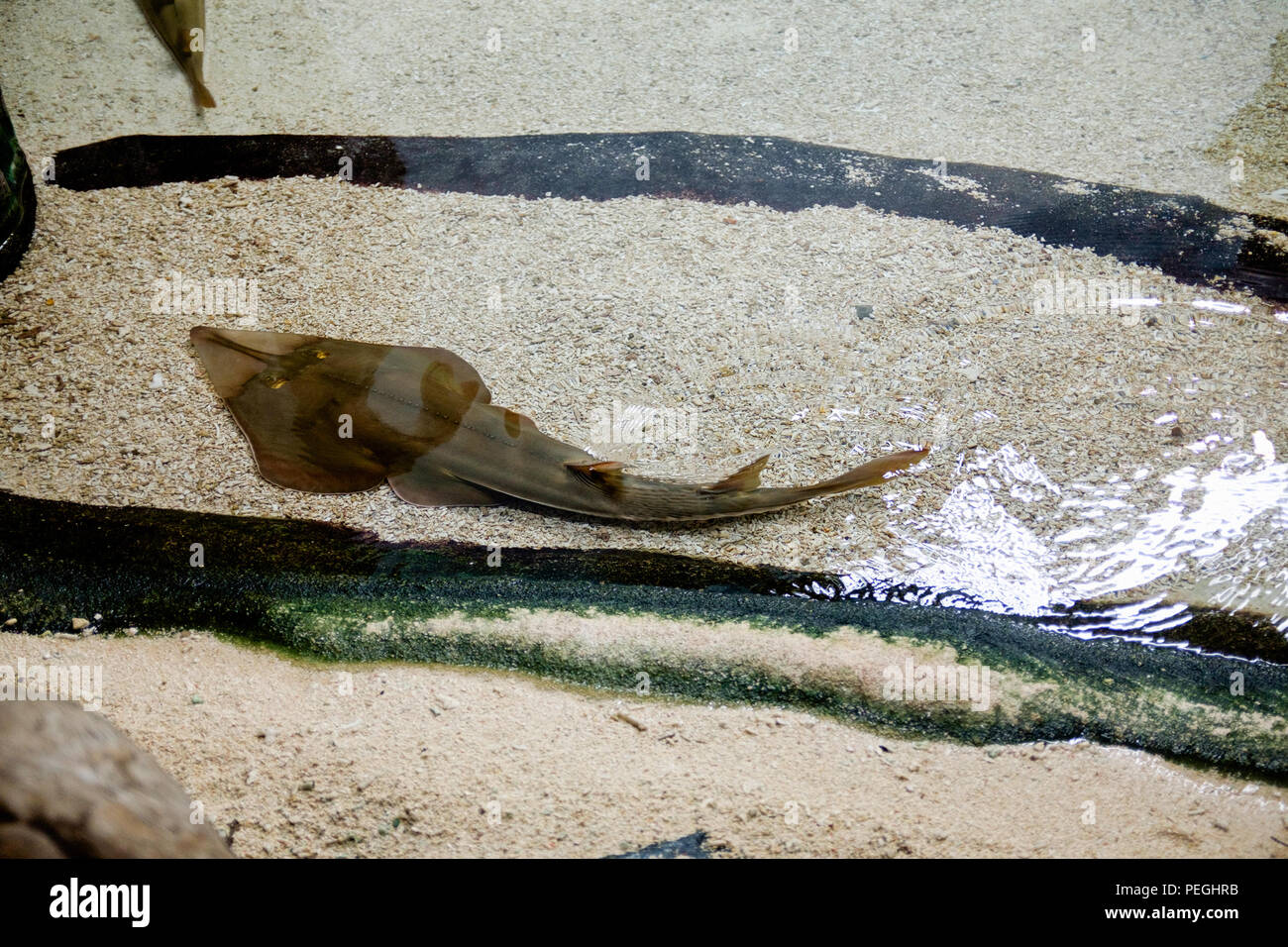 The Shark Ray (Rhina ancylostoma) is a widely distributed inshore species of the Indo-West Pacific. guitarfish Stock Photo