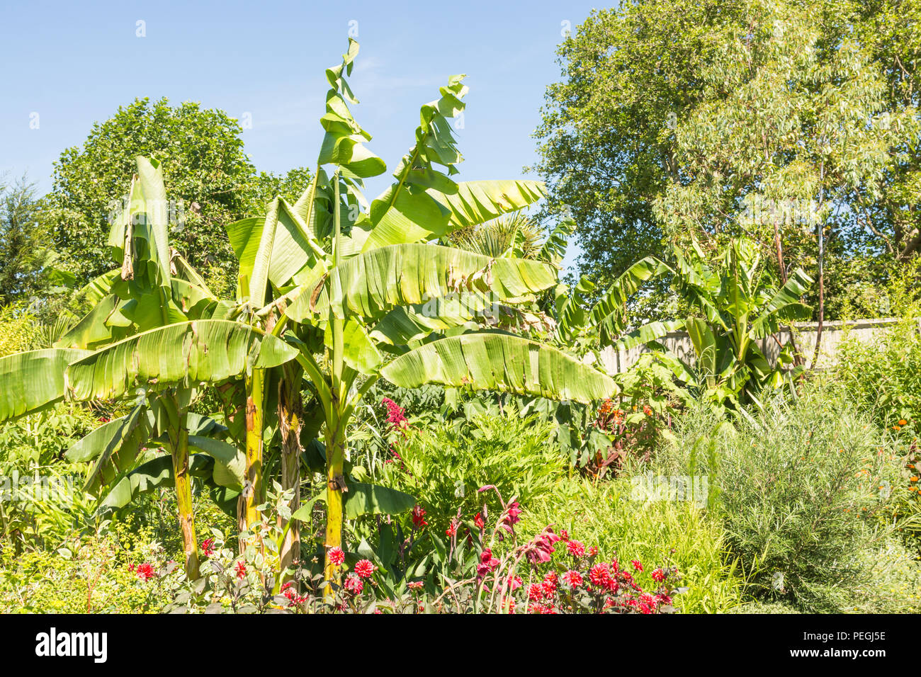banana plants in a garden Stock Photo Alamy