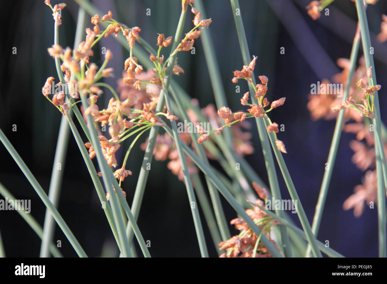 Australian native rush hi-res stock photography and images - Alamy