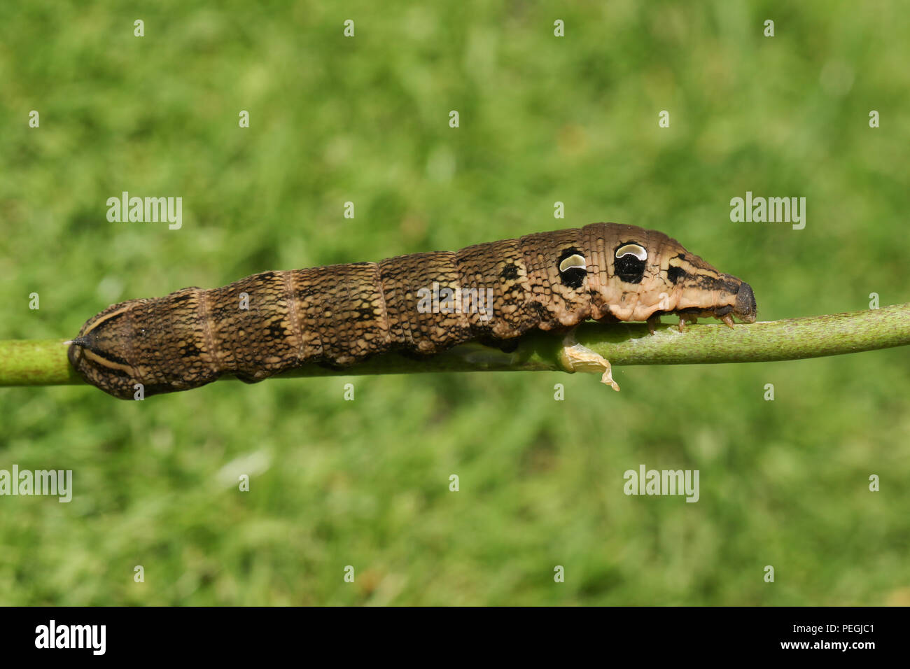 A stunning Elephant Hawkmoth Caterpillar (Deilephila elpenor) perching