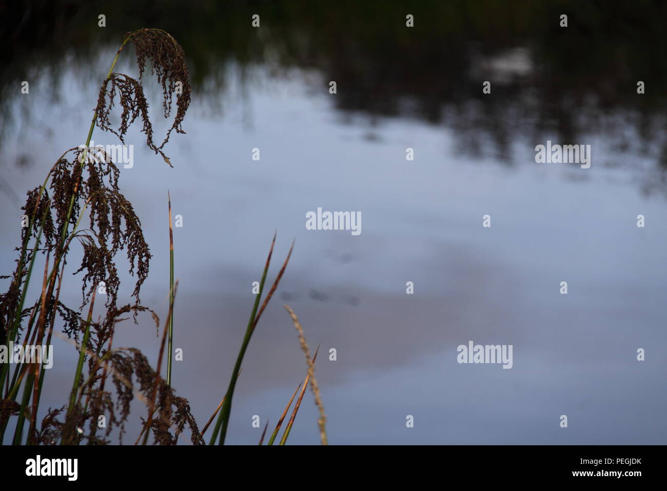 Jointed Twig Rush (Baumea Articulata) along Shoreline Stock Photo