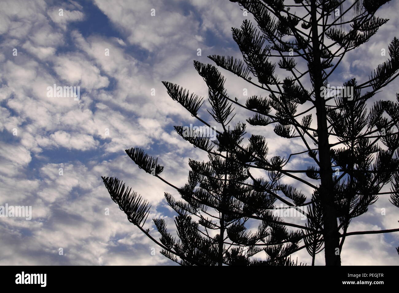 Norfolk Island Pine (Araucaria Heterophylla) Stock Photo