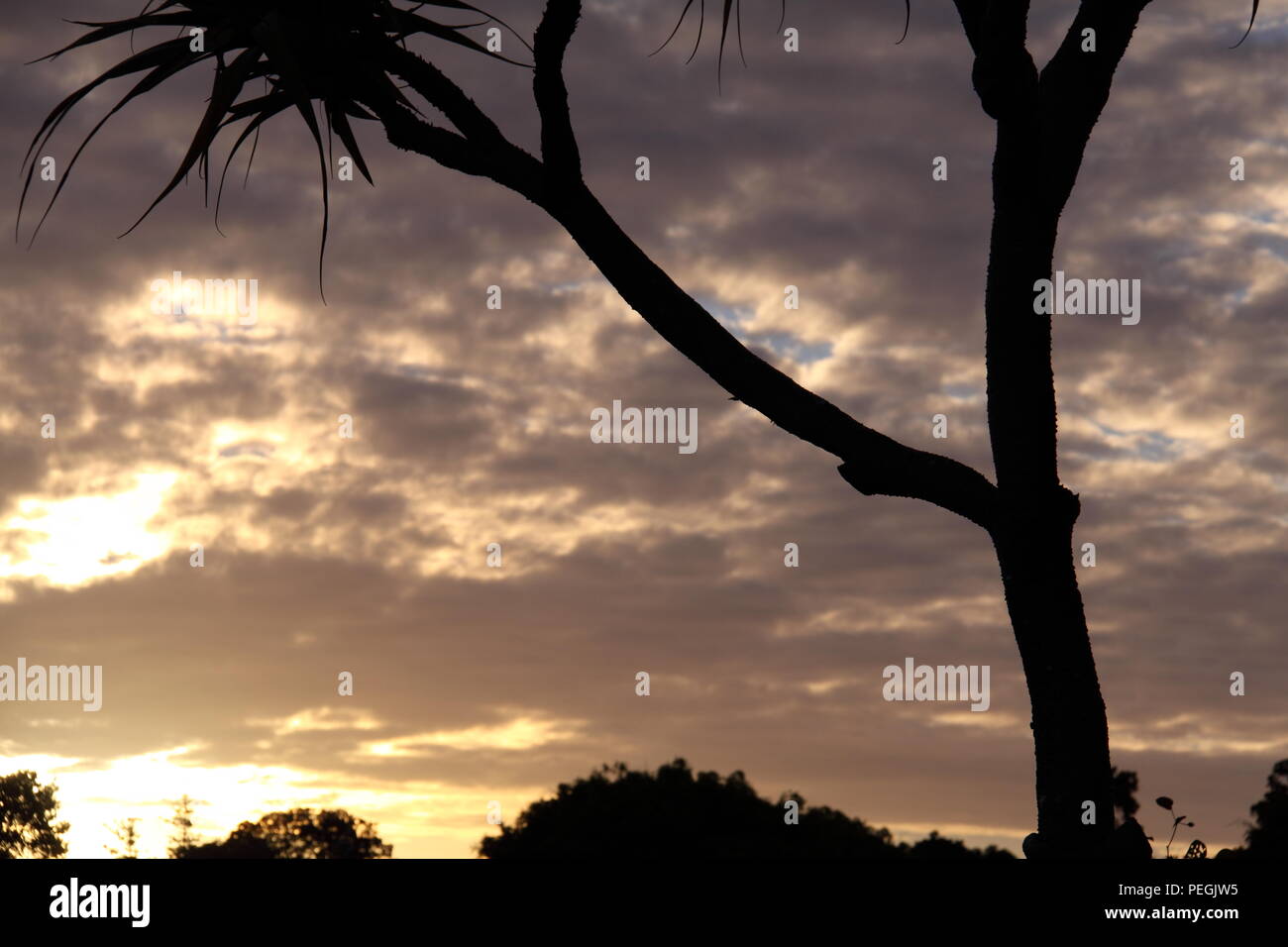 Tahitian Screw Palm (Pandanus Tectorius Australianus) at Sunset, Gold Coast Stock Photo