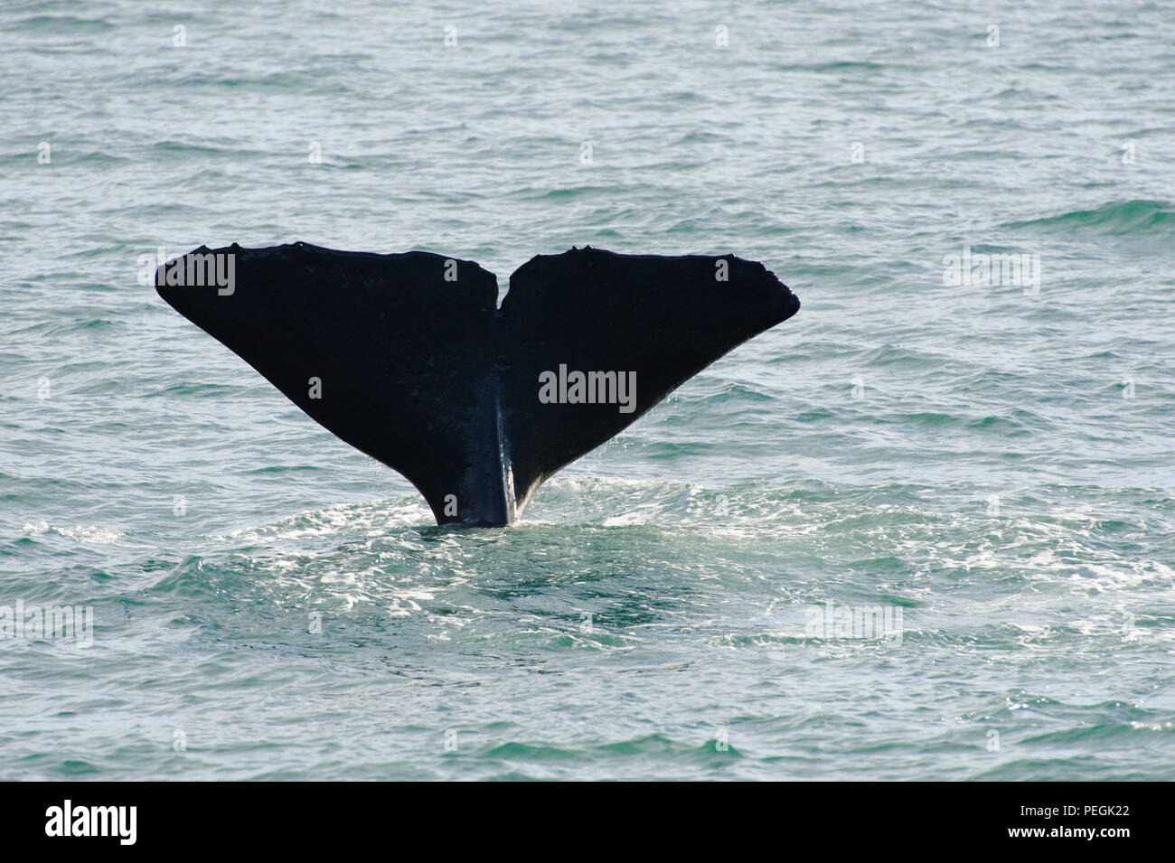 Sperm whale diving, Kaikoura Coast, South Island, New Zealand Stock Photo