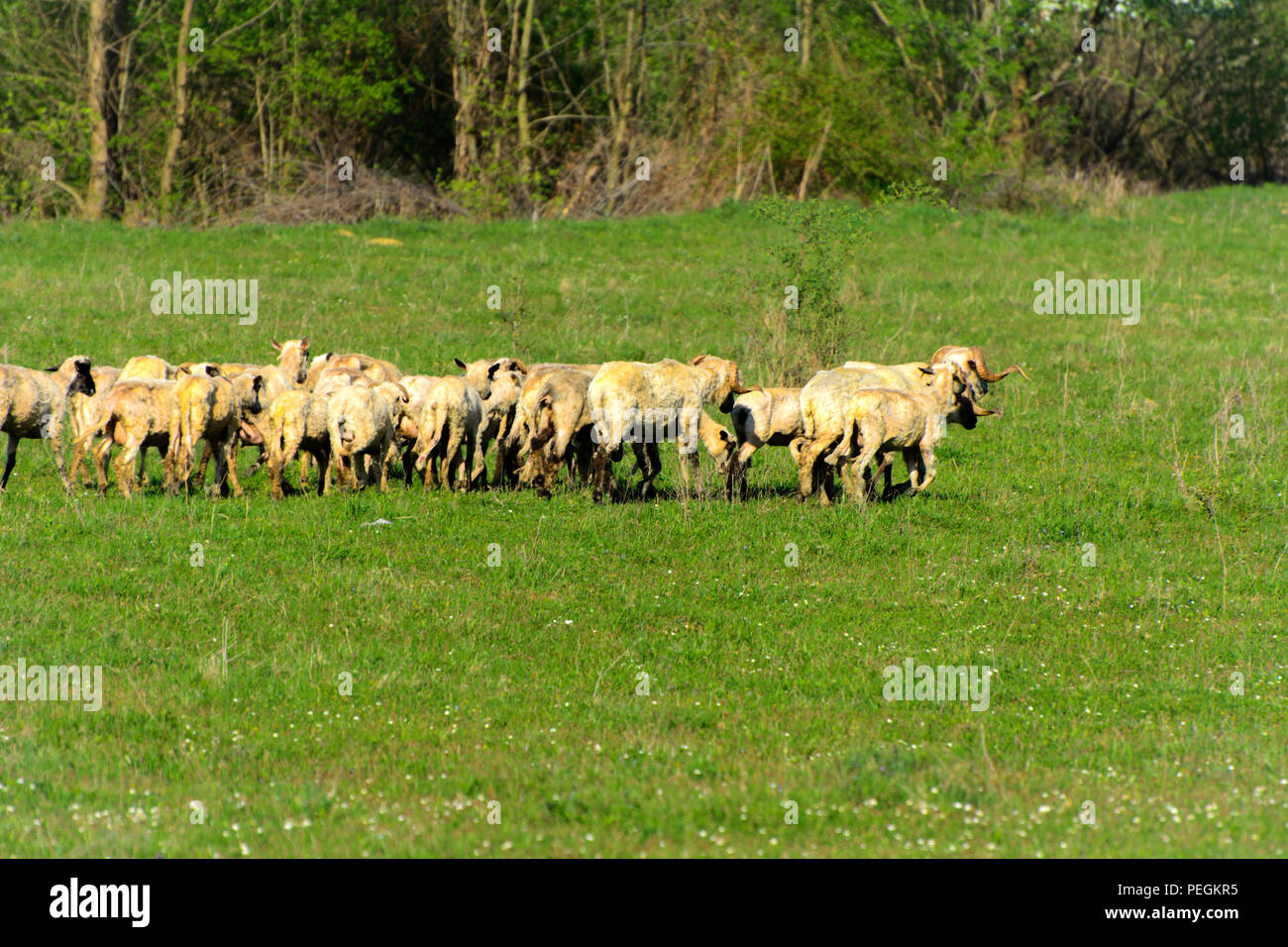 Panorama of the landscape with a herd of sheep grazing on the green ...