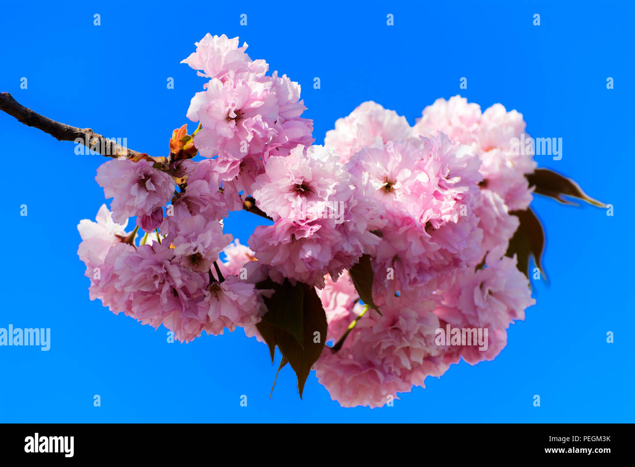 Soft focus Cherry blossom or Sakura flower on a tree branch against a blue sky background. Japanese cherry. Shallow depth of field. Focus on the cente Stock Photo