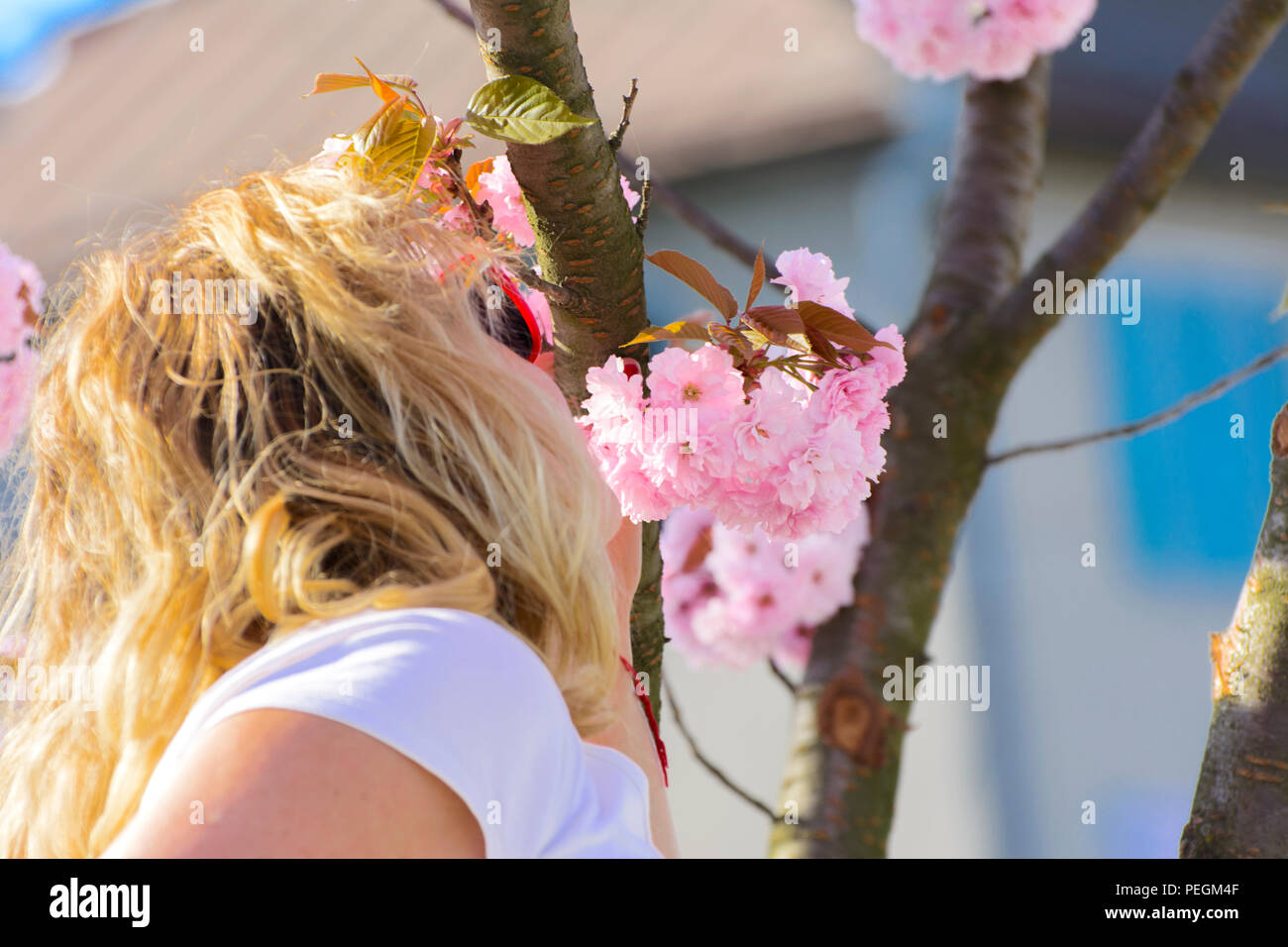 Woman and cherry blossom or Sakura flower on a tree branch against a blue sky background. Japanese cherry. Shallow depth of field. Focus on the center Stock Photo