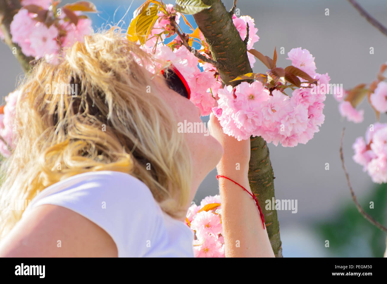 Woman and cherry blossom or Sakura flower on a tree branch against a blue sky background. Japanese cherry. Shallow depth of field. Focus on the center Stock Photo