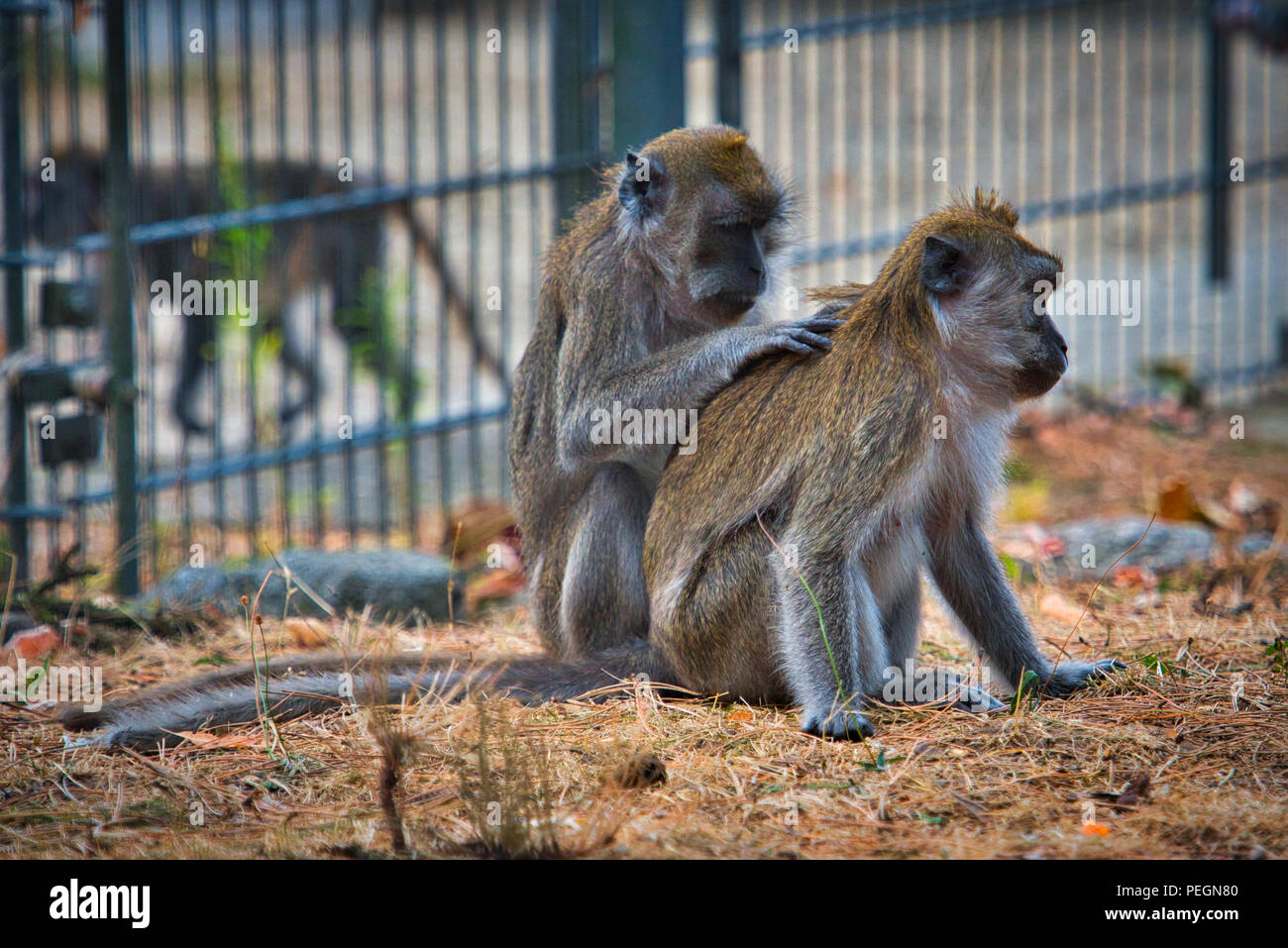 The Javanese Monkey Stock Photo - Alamy