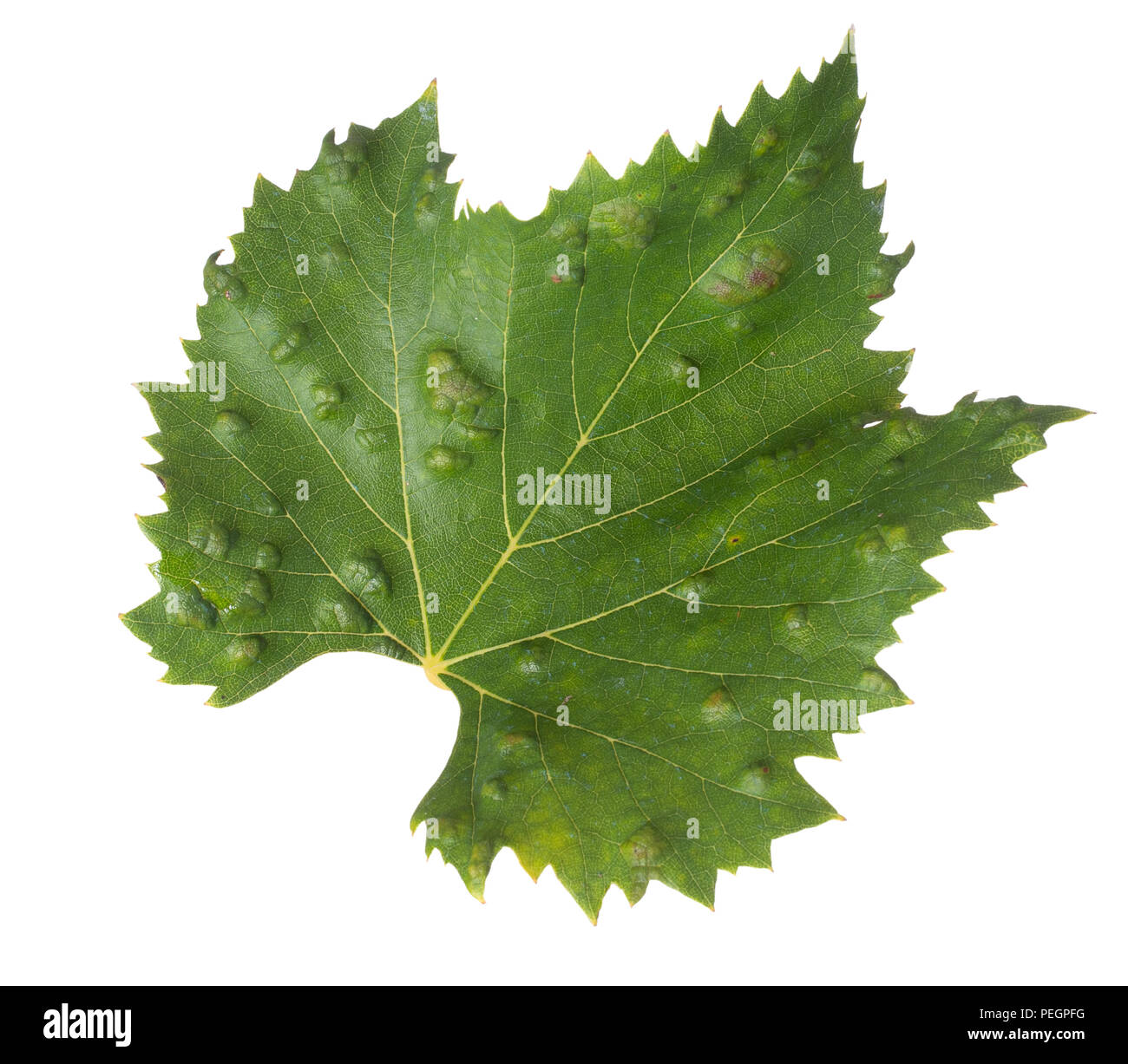 Isolated vine leaf showing galls, effect of Grape erineum mite. Vineyard problem. Top of leaf looks blistered. Colomerus vitis. Stock Photo
