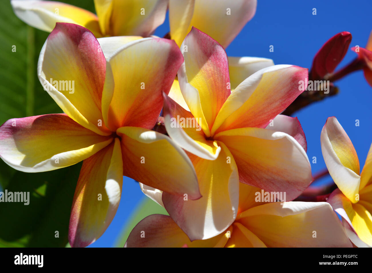 Frangipani flowers, also known as Plumeria.  A genus of flowering plants in the dogbane family, Apocynaceae Stock Photo