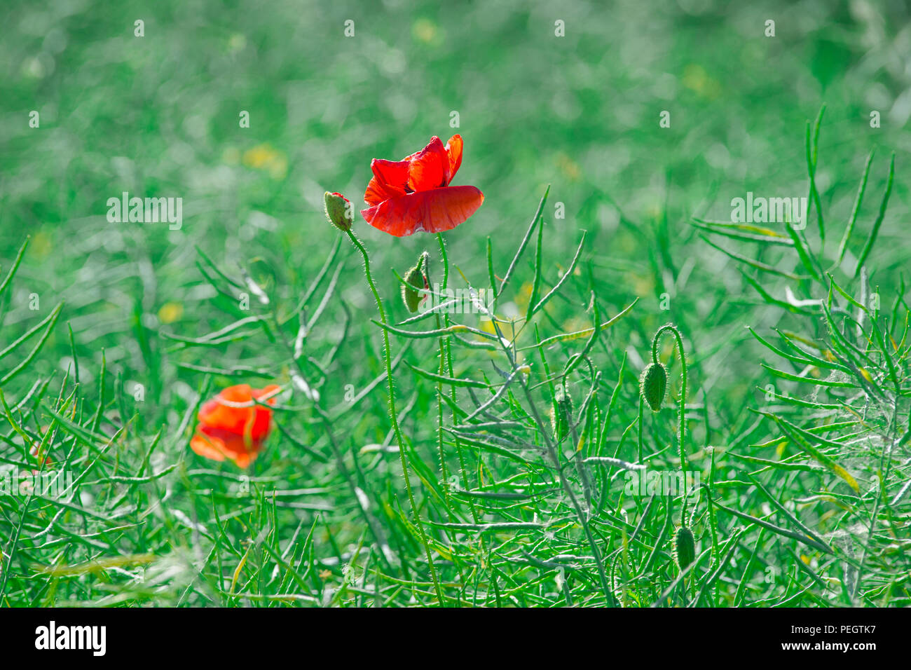 Field of bright red corn poppy flowers in summer Stock Photo - Alamy