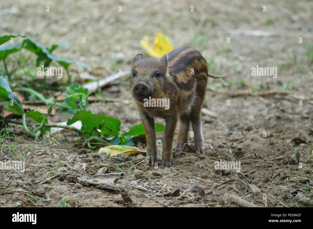Young Wild Pig or Young wild board piglet (sus scrofa) Stock Photo