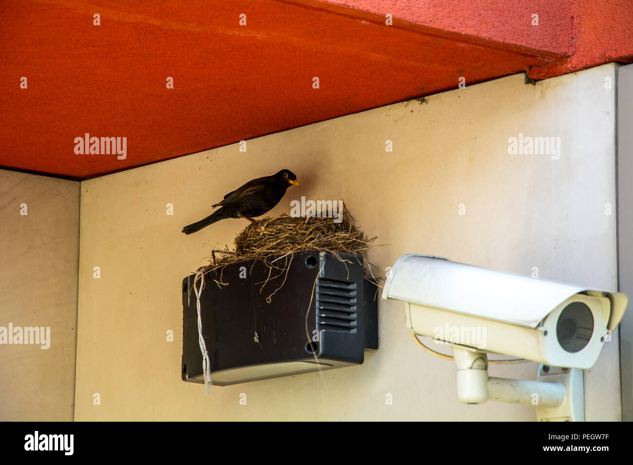 Birds nesting on city building hires stock photography and images Alamy