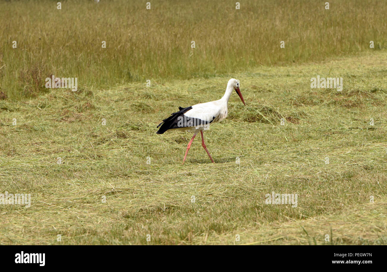 Storch, Stoerche, Nest, Schreitvogel Stock Photo