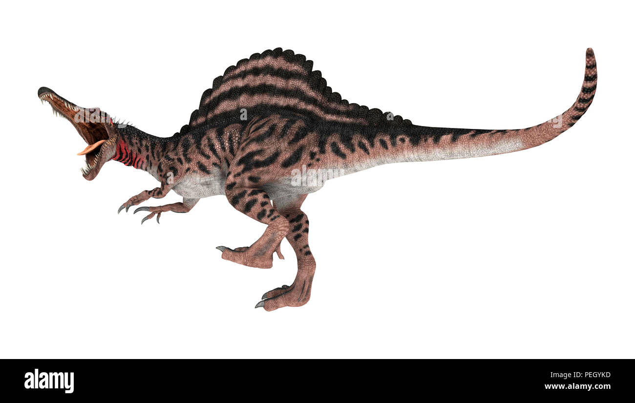 3D rendering of a dinosaur Spinosaurus isolated on white background ...